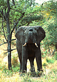 African elephant