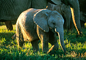 Elephant calf