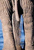Elephant's tail