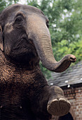 Asian elephant