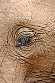 African elephant eye