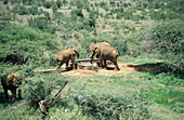 African elephants at a water hole