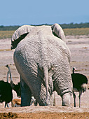 African bush elephant