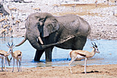 African bush elephant