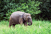 Asian elephant calf (Elephas maximus)