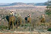 Riding on African elephants