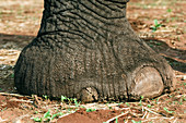 African elephant's foot