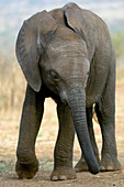 African elephant