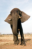 African elephant