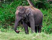 Female Asian elephant feeding