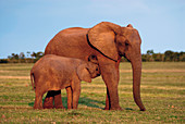 African elephant calf suckling