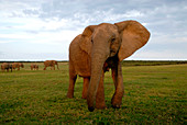 African elephant