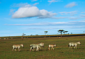 Burchell's zebras