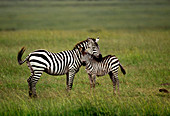 Zebra mother and foal