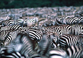 Herd of zebra