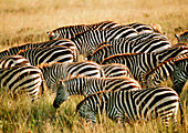 Herd of zebra