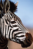 Burchell's zebra
