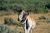 Quagga-like zebra