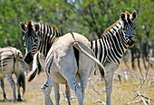 Quagga-like zebras