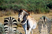 Zebras and quagga-like zebra