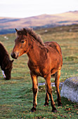 Dartmoor pony foal