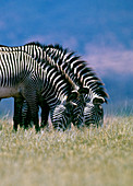 Grevy's zebra