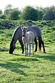 Konik horse and foal