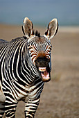 Cape mountain zebra