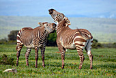 Cape mountain zebra stallions sparring