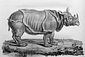 18th century engraving of an African rhinoceros