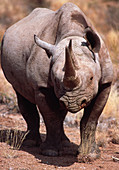 Black rhinoceros