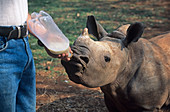 White rhino calf