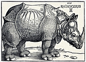 Durer's Rhinoceros,1515