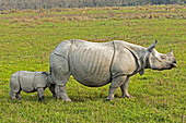 Indian rhinoceroses