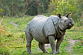 Indian rhinoceros