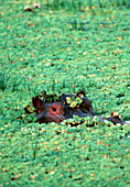 Hippopotamus under weeds