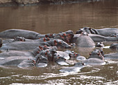 Hippopotamuses in water