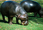 Pygmy hippopotamus