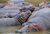 Hippopotamuses in water