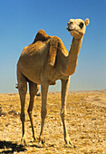 Dromedary (single-humped) camel in the desert