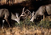 Mule deer