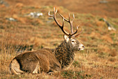 Red deer stag