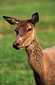 Female red deer