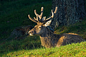 Red deer stag in summer