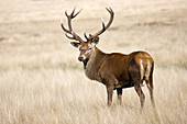 Male European red deer
