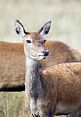 European red deer doe