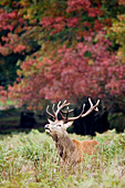 Red deer stag calling