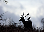 Male fallow deer