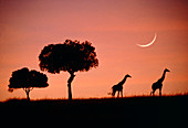 Masai giraffes (Giraffa camelopardalis) at dawn