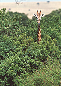 Giraffe in trees